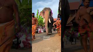 ചങ്ങലയില്ലാതെ കൊണ്ട് നടക്കുന്ന ഒരാന  Thiruvambady Chandrasekharan  Sasi Chettan  Kerala elephant [upl. by Asiluy]