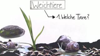 SCHNECKE  INNERER UND ÄUßERER BAU  Biologie  Biologie der Tiere Mittelstufe [upl. by Ehcar]