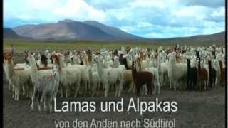 Ausschnitte TV Beitrag Lamas und Alpakas am Kaserhof Ritten [upl. by See700]