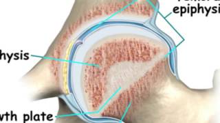 What Is Epiphyseal Closure [upl. by Etiam]