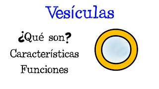 🌐 ¿Qué son las Vesículas 💥 Características y Funciones Fácil y Rápido  BIOLOGÍA [upl. by Akemak11]