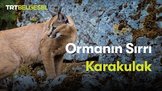 Ormanın Sırrı Karakulak  TRT Belgesel [upl. by Boj534]