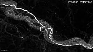 White Adipose Tyrosine Hydroxylase Mouse [upl. by Nelyt]