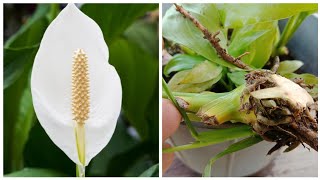 How To Propagate Peace LilyHow To Divide Peace Lily [upl. by Ragouzis]