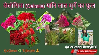 सिलोसिया Celosia यानि लाल मुर्गे का फूल II the flower that look like a chicken ll celosia viral [upl. by Lenox]