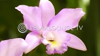 Hintergrundmusik  Ruhig Harmonie Musik zum Lernen Natur  ORCHIDEEN [upl. by Bilak]