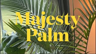 Majesty Palm ll How to GROW amp CARE for Majesty Palm Ravenea Rivularis [upl. by Grannia]