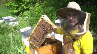 Beginner Beekeepers 3 Essential Skills [upl. by Droffig]