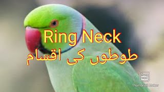 Ringneck Parrots Mutation Breedings [upl. by Nodla842]