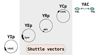 Yeast cloning vectors  YIp YEp YRp YCp YACs  Shuttle plasmid vectors [upl. by Babette]