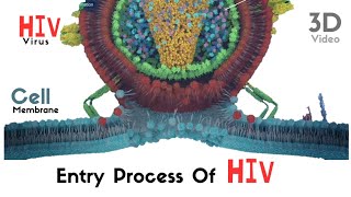 Viral entry process of HIV virus  3D animated video [upl. by Eyk]