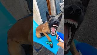 Belgian Malinois Perform an Epic Wall Climb and Grab shortsviral shortsfeed shortsvideo shorts [upl. by Payson]