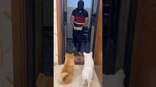 Tedu or shiro ne mera khana kha lia pomerianian comedyvideos chowchow pets doglover trending [upl. by Elenaj]