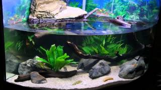 My Turtle Tank Habitat Setup Three Years Later Featuring 2 Northern Black Knobbed Map Turtles [upl. by Kial760]