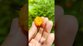 Salmonberry Cascades  4K  Nature  Foraging  Water Sounds [upl. by Nhguavad]