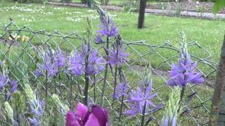 Camassia leichtlinii  Prärielilie Indian Hyacinth [upl. by Rockwood342]