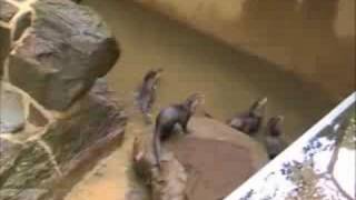 コツメカワウソがやってきた！ Otters have come [upl. by Bohman]