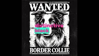 Why Border Collies Are the Smartest Dogs bordercollie herdingdog dogbreed [upl. by Riane]