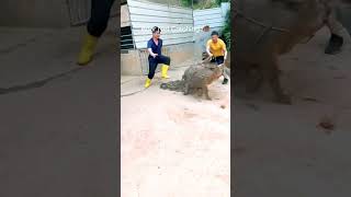 Boar Net Catching Technique animals funny pig baboy tamil DISCLAIMER No Animals Were Harmed ✅ [upl. by Earissed]