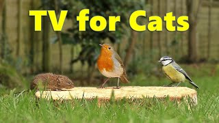 Cat TV  Videos for Cats to Watch Birds and Mice ⭐ 8 HOURS ⭐ [upl. by Anaic]