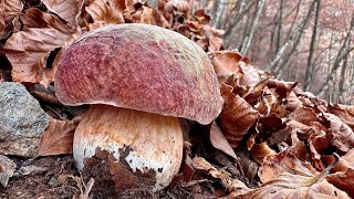 STUPENDI PORCINI ROSSI AL 5 NOVEMBRE 🍂🍂 [upl. by Ieppet889]