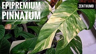 EPIPREMIUM PINNATUM  Care Propagation and Varieties [upl. by Alvina]