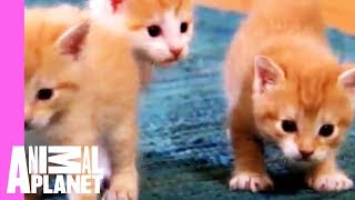 Kittens Make Friends with Guinea Pig  Too Cute [upl. by Eetse]