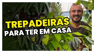 Conheça 3 TREPADEIRAS para cultivar DENTRO DE CASA [upl. by Skippie]