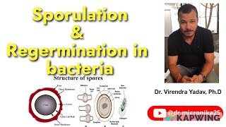 Sporogenesis I Regermination I Sporulation in bacteria I Endospores and Exospores Audio [upl. by Notxap]