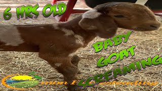 6 hours old baby goat screaming for mommy SHORTS [upl. by Xerxes]