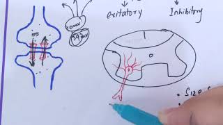 physiology guyton 46synapses Function types of synapses Anatomy of synapserole of Camedical [upl. by Bebe878]