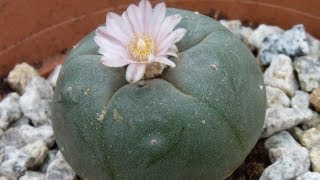 Lophophora Williamsii Flowering Timelapse [upl. by Ocko80]