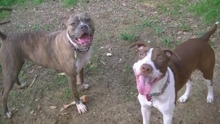 Pitbull Play Time  Backyard Fun HD [upl. by Bijan341]