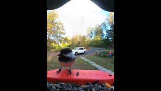 Vocals Tufted Titmouse Black Capped Chickadee Bird Buddy [upl. by Ane]