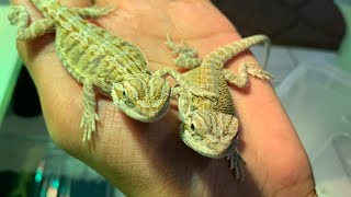 Tips Bearded Dragon shedding  Salin kulit beardeddragon reptiles indoexoticpets pets fyp bd [upl. by Rotce]