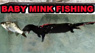 35 Month Old Mink Wyatt and Rascal Learning to Fish [upl. by Teria]