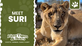 Meet Suri the Lion  The San Diego Animal Sanctuary®  Lions Tigers amp Bears [upl. by Lowe401]