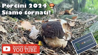 Porcini 2024 Valtellina 05062024 funghi mushroom porcini natura [upl. by Bravar736]