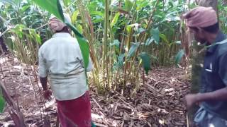 Full Mixing Lime Powder Water Drencing From Suchi Plantation  Kerala [upl. by Amii]