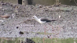 【葛西臨海公園の野鳥】セイタカシギ Blackwinged Stilt ＆アオアシシギ Greenshank（Ｈ25816） ＃日本の野鳥＃セイタカシギ＃アオアシシギ [upl. by Auqenaj]