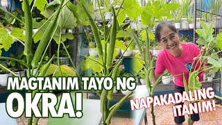 MAGTANIM TAYO NG OKRA SARIWANG GULAY MULA SA HARDIN Okra Planting Tutorial  Haydees Garden [upl. by Yelreveb]