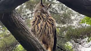 Home Safari  Eurasian Eagle Owl  Cincinnati Zoo [upl. by Sauer]