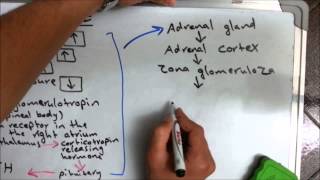 Aldosterone hormone [upl. by Dougy]