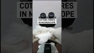 Cotton under microscope 🔬 ytshorts cotton microscope viralvideo shorts [upl. by Rossuck353]