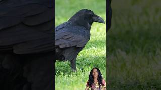 5 Reasons why I love Ravens wildlifephotoghraphy birds birding naturedocumentaries wildlife [upl. by Assiren815]