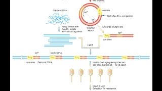 Cosmid vector [upl. by Nirrek]