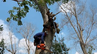 Unexpected surprise ‼️ Cut down 2 old trees on the mountain slopes [upl. by Ainak]