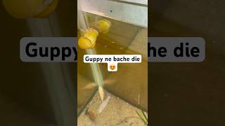 Guppy fish give birth new baby again 😍🥰 viralvideo shorts [upl. by Yaker]