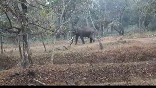 The diverse wildlife including tiger leopard and tusker elephant at kabini forest [upl. by Alleras832]