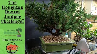 Embarking on the Houghton Bonsai Juniper Challenge [upl. by Ikeda]